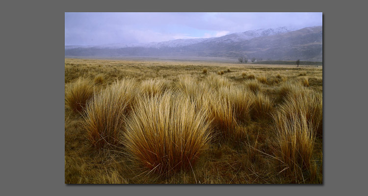  Nevis Safaris